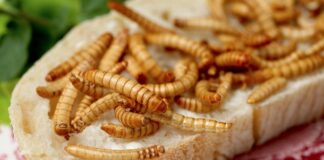 Cucinare con gli insetti