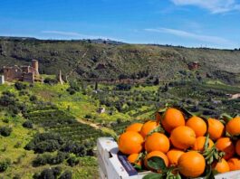 Superfood locali: Arance di Ribera DOP, il patrimonio incontaminato della Sicilia Arance di Ribera