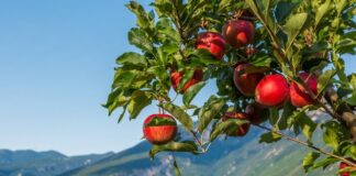 Superfood locali: Mela Val di Non DOP, l&rsquo;orgoglio del Trentino Alto Adige