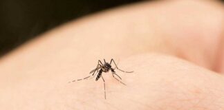 Punture di zanzare: quali rimedi naturali?