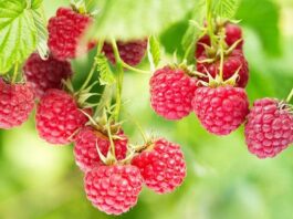 Superfood locali: Lamponi di Cuneo, un concentrato di fitonutrienti alleati della salute