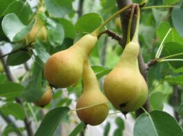 Superfood locali: Pere IGP dell&rsquo;Emilia Romagna, salute e longevit&agrave; in un solo frutto