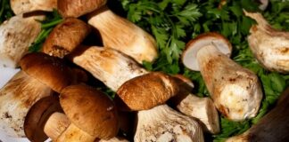 Funghi porcini di Borgotaro