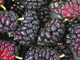 Superfood locali: Gelsi neri dell&rsquo;Etna, piccoli frutti dal valore nutraceutico eccezionale