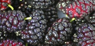 Superfood locali: Gelsi neri dell’Etna, piccoli frutti dal valore nutraceutico eccezionale