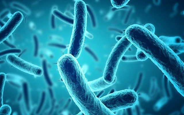 Biofilm batterici, il ruolo nascosto nella salute intestinale e immunitaria Biofilm batterici: il ruolo nascosto nella salute intestinale e immunitaria