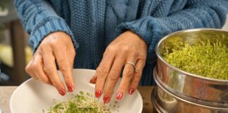 Cibi germogliati: valori nutrizionali e come farli in casa